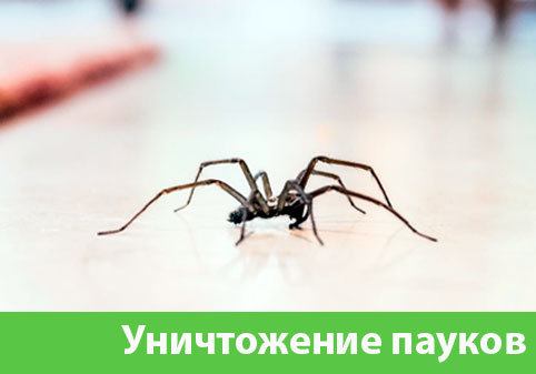 Избавиться от пауков в городе Раменское