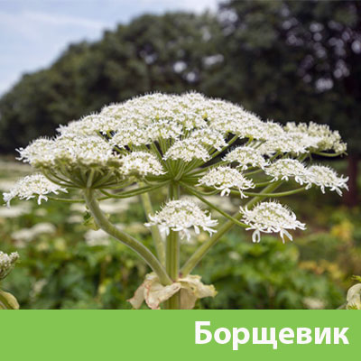 Борщевик в Раменском