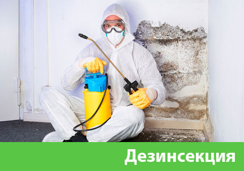 Дезинсекция в городе Раменское