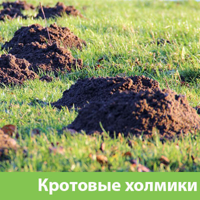 Кроты на участке в Раменском