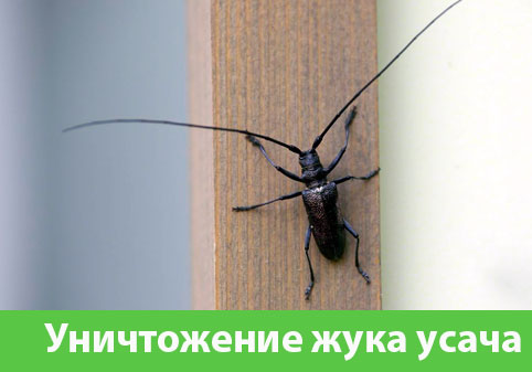 Обработка от жука усача в городе Раменское