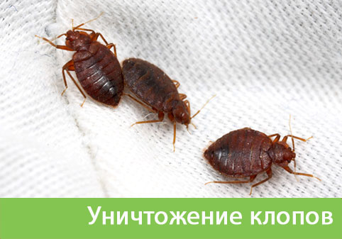 Уничтожение клопов в городе Раменское
