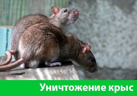 Уничтожение крыс в городе Раменское