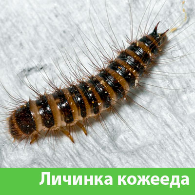 Личинка Кожееда в Раменском