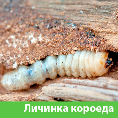 Уничтожение личинок короеда в Раменском