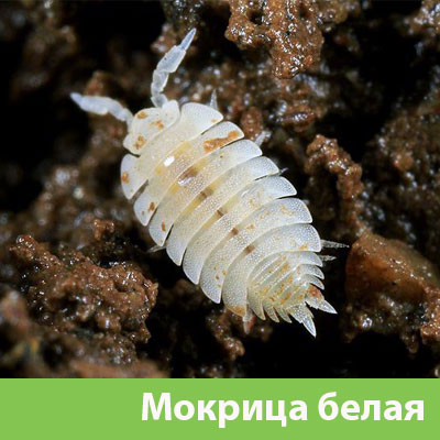 Мокрица в Раменском фото