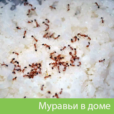 Муравьи в доме в Раменском