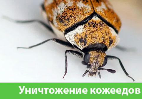 Обработка от кожееда в городе Раменское 