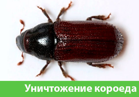 Обработка от древоточца в городе Раменское