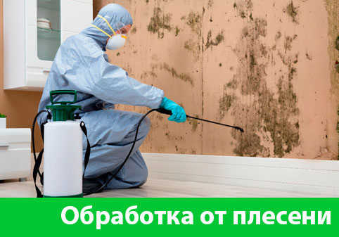 Обработка от плесени в городе Раменское