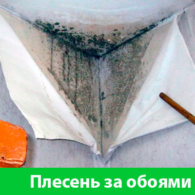 Удаление плесени в Раменском