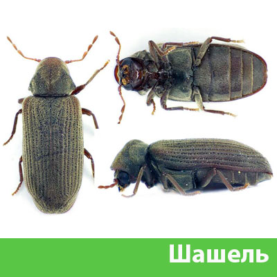 Обработка от шашеля в городе Раменское