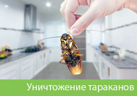 Уничтожение тараканов в городе Раменское
