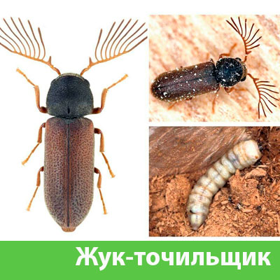 Уничтожение точильщика и личинок в Раменском