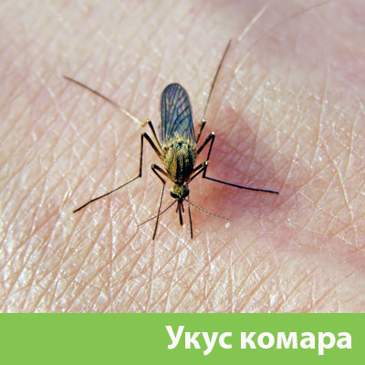 Укусы комаров в Раменском