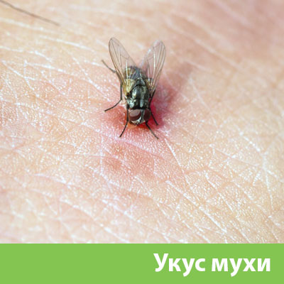 Уничтожение мух в Раменском