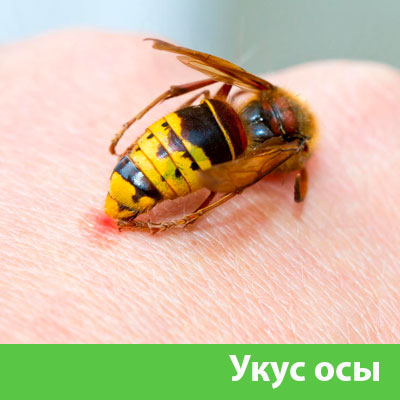 Профессиональное уничтожение ос и шершней в Раменском