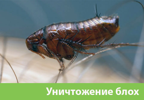 Уничтожение блох в городе Раменское