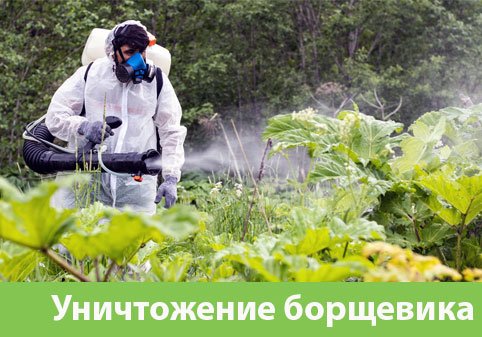 Уничтожение Борщевика в городе Раменское
