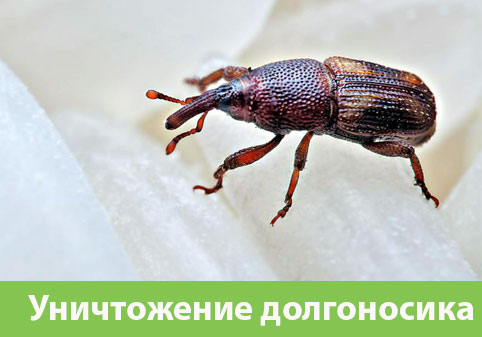 Уничтожение долгоносиков в городе Раменское