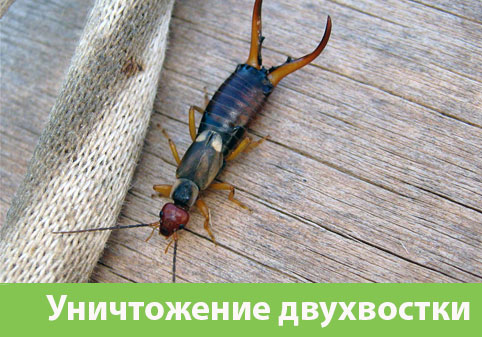 Уничтожение двухвостки в городе Раменское