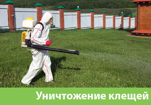 Уничтожение клещей в городе Раменское