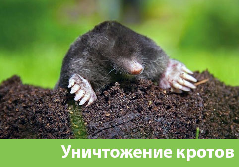 Уничтожение кротов в городе Раменское
