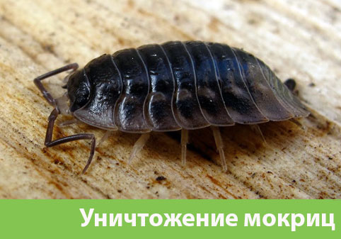 Мокрицы в квартире в городе Раменское