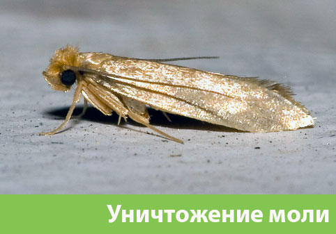 Уничтожение моли в городе Раменское 