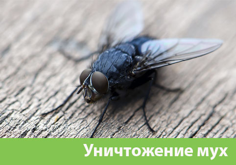 Уничтожение мух в городе Раменское
