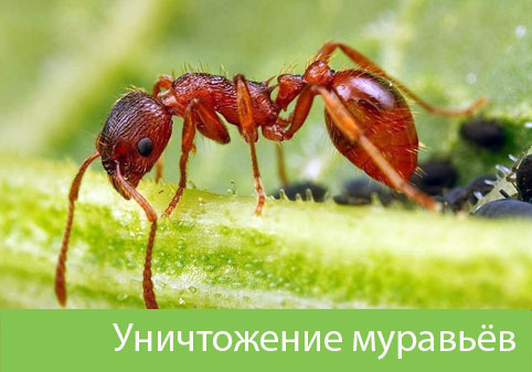 Уничтожение муравьёв в городе Раменское
