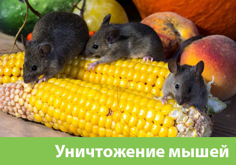Уничтожение мышей в Раменском