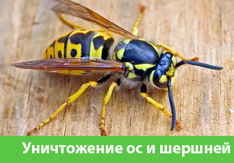 Уничтожение ос и шершней в городе Раменское