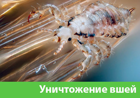 Уничтожение вшей в городе Раменское